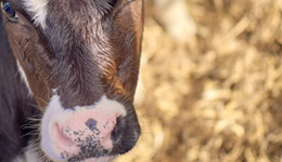Helping you and your calves breathe easy this winter